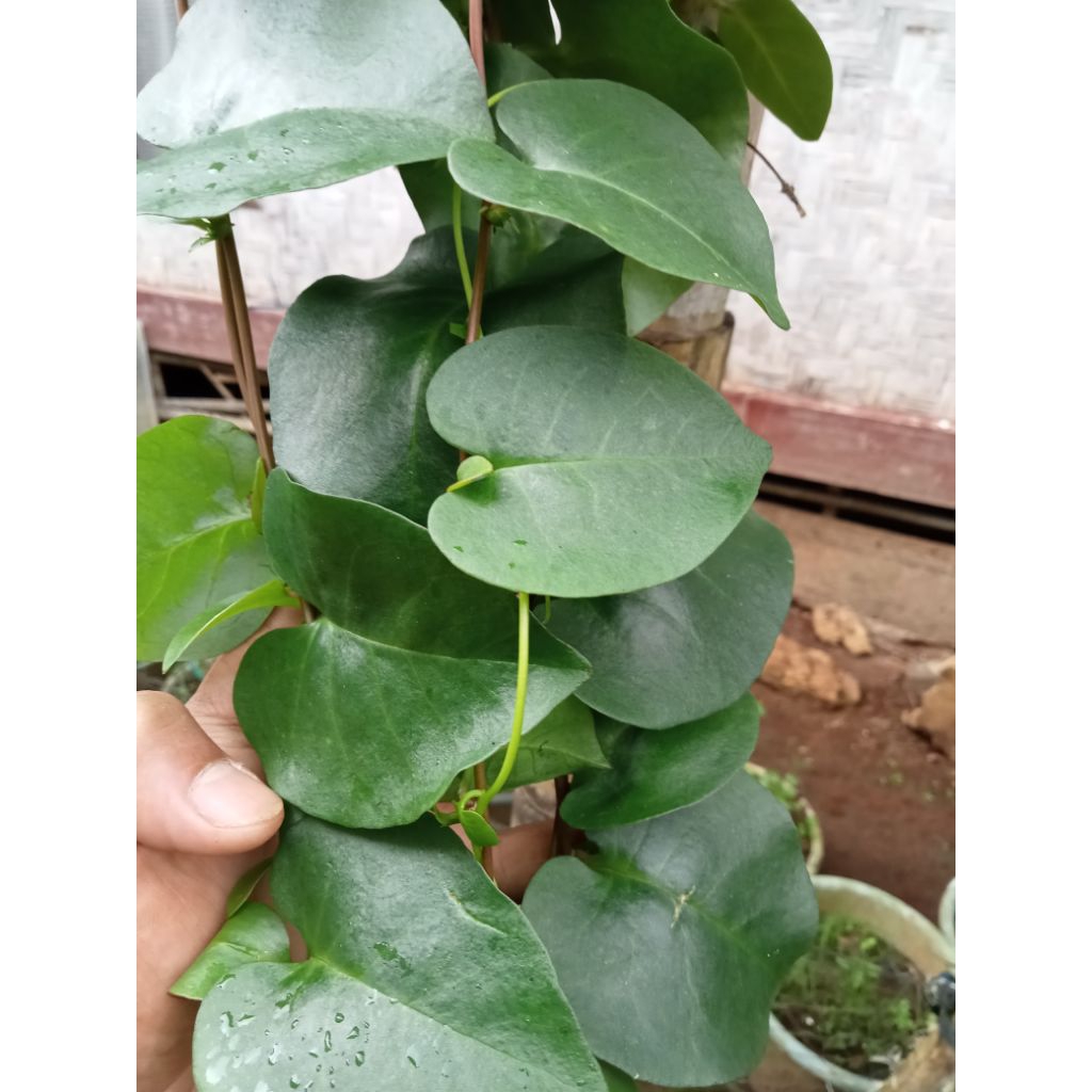 

Daun BINAHONG segar 100g