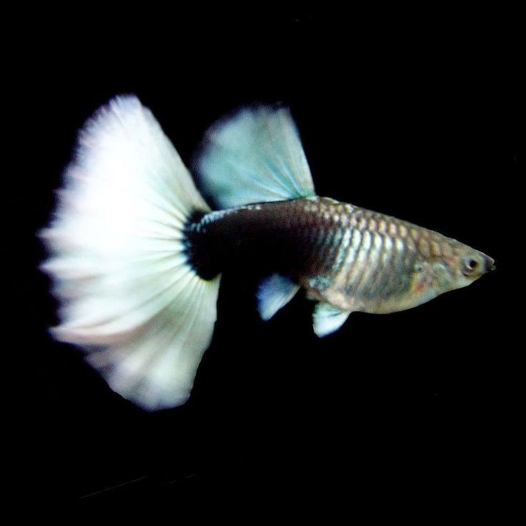 

stiker berbentuk Guppy Hb pastel Japanese per ekor (hanya jantan)