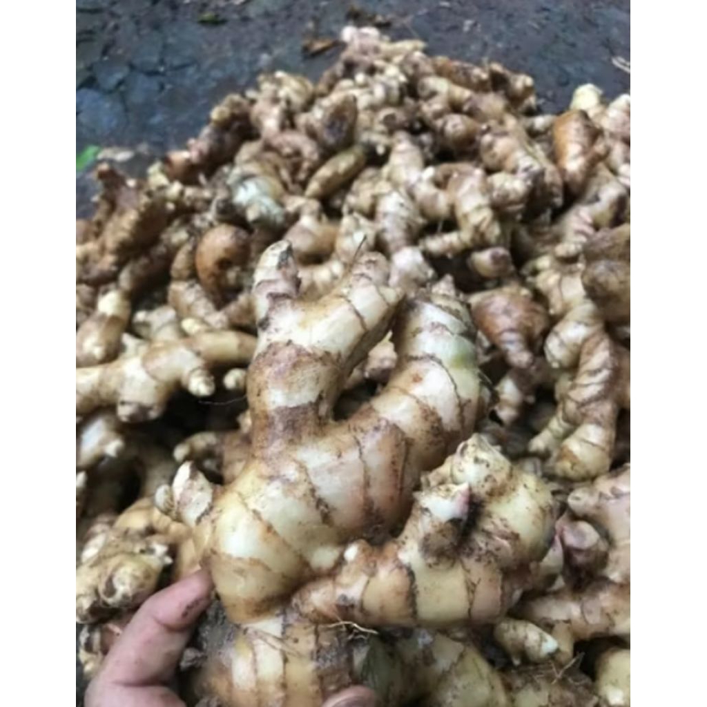 

JAHE GAJAH SEGAR KUALITAS SUPER 1KG