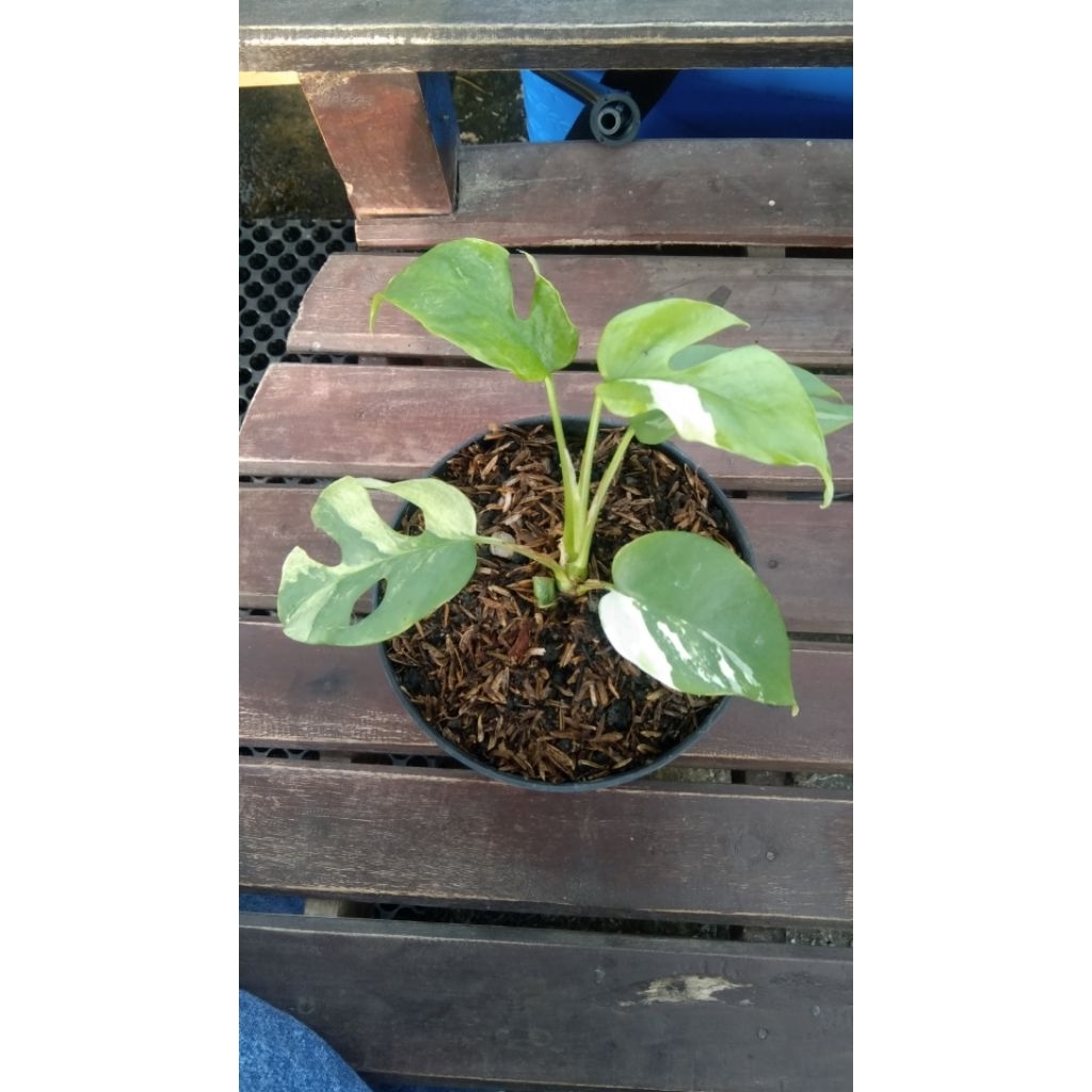 Raphidopora Tetrasperma Varigata