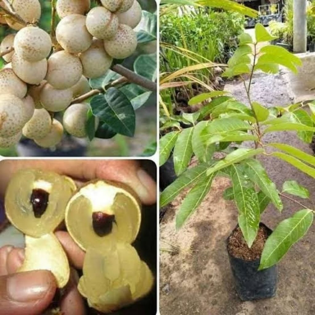 Bibit Kelengkeng Aroma Durian Murah ( Beli 5 Gratis 1 ) Seedling