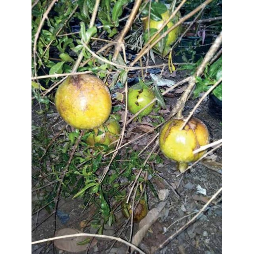 

buah delima lokal 3 biji