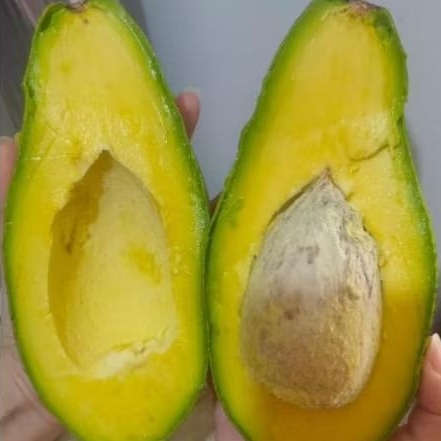 

Buah Alpukat Mentega