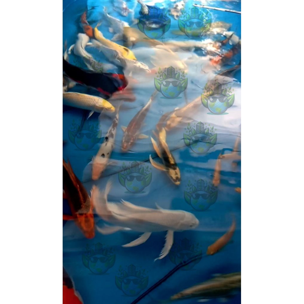 IKAN KOI PAKET MIX 5 EKOR/PAKET KOI CAMPUR ISI 5/PAKET HEMAT IKAN KOI ISI 5/UKURAN 25-30 cm