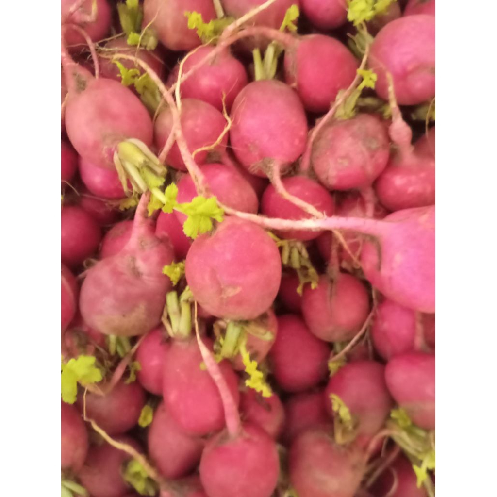 

UMBI LOBAK MERAH SAYUR SEGAR
