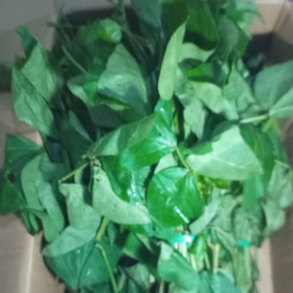 

SAYUR LEMBAYUNG PETIK SEGAR