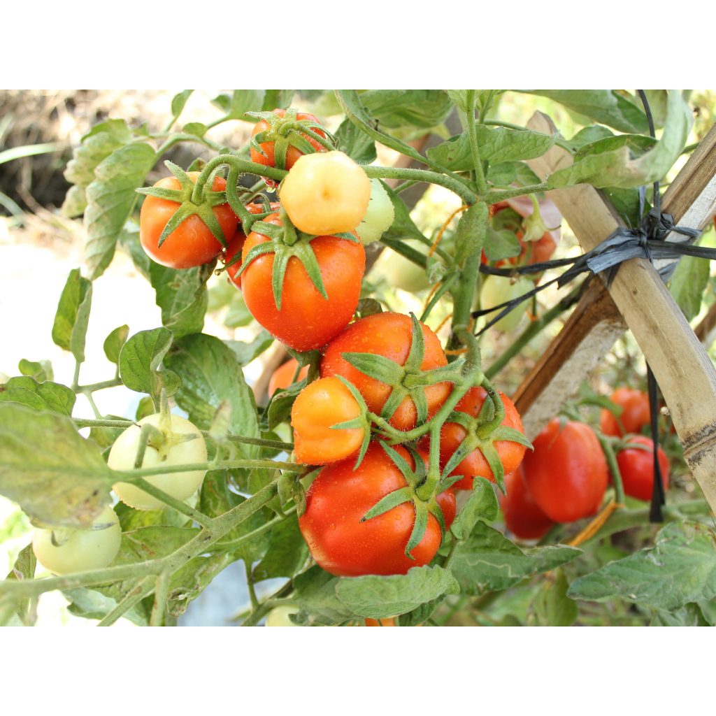 

BULK 1kg – tomat l F1 (FTM 1)