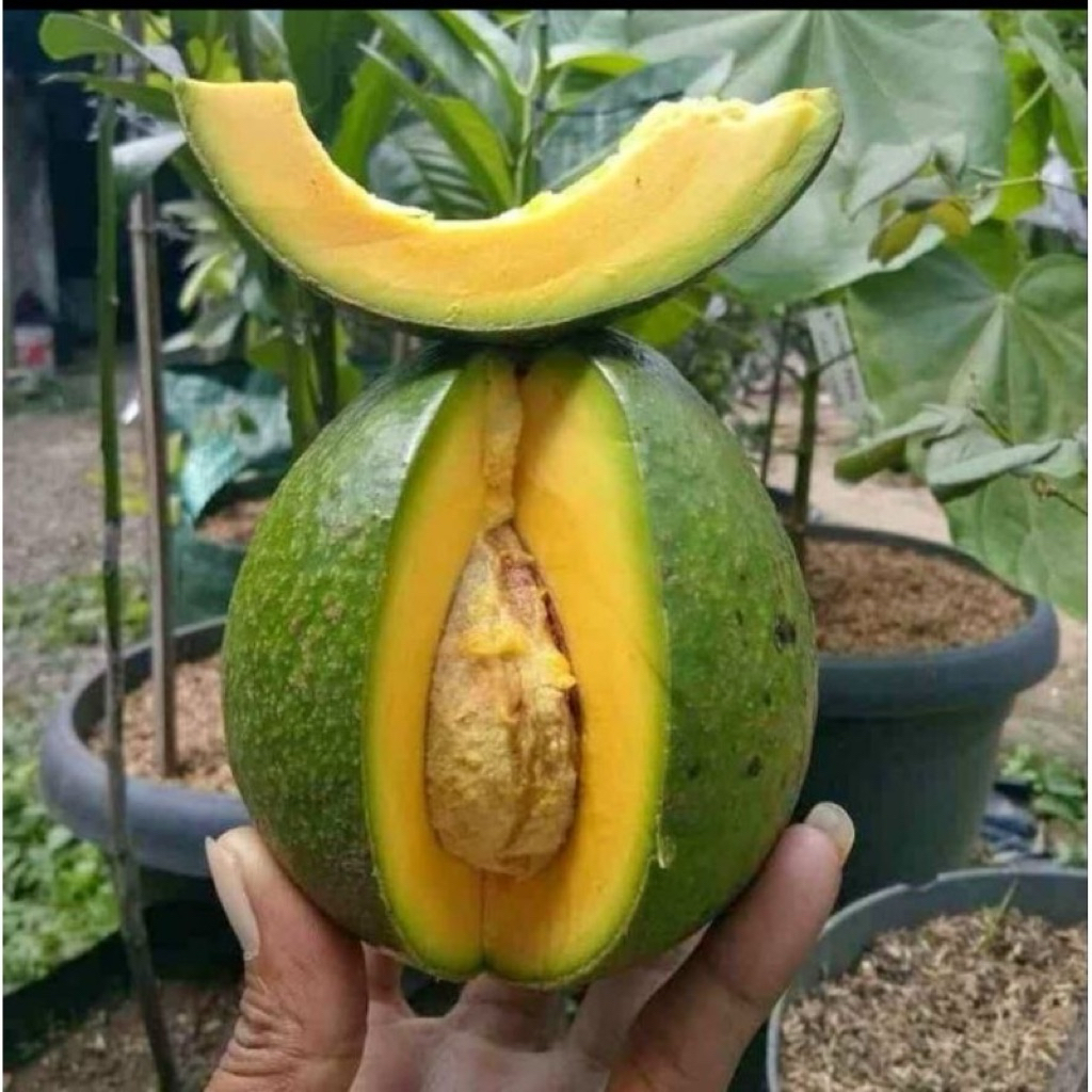 

buah alpukat mentega khas gunung muria 2kg bergaransi 100%