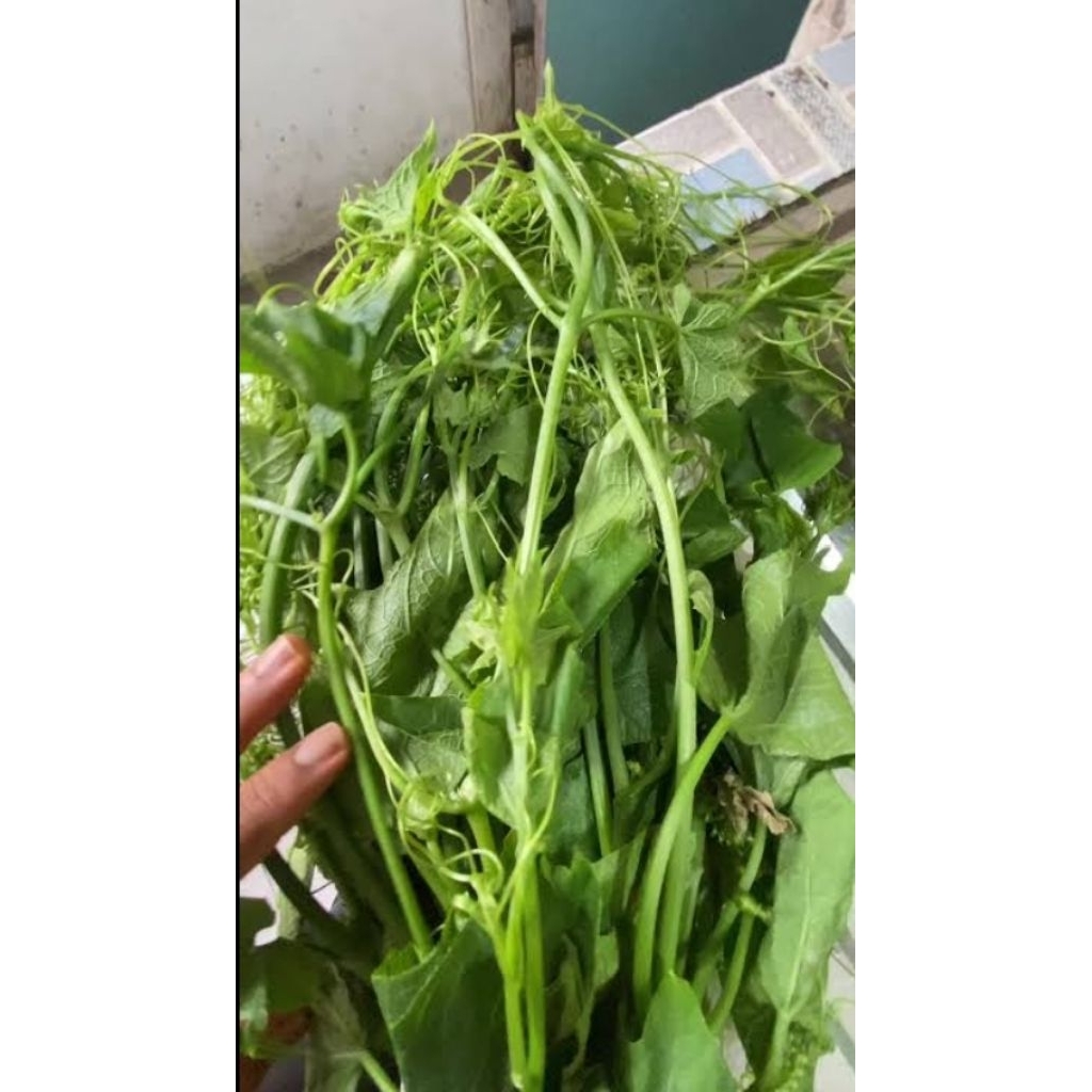 

Daun/Pucuk.labu siyam pres