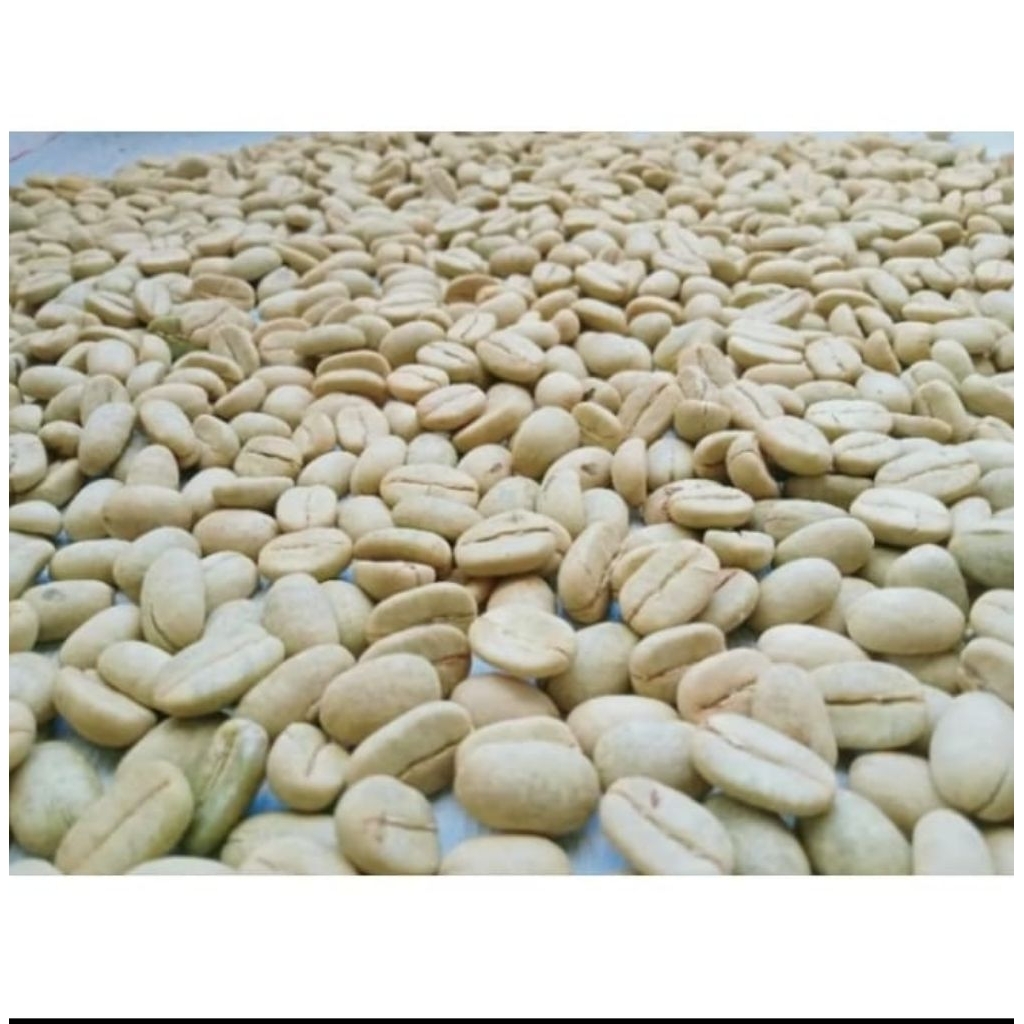 Benih kopi Arabika Ateng super, pilihan 1000 biji#pilihan