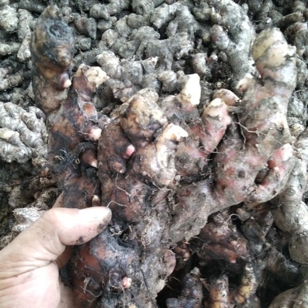 

Jahe Merah Pilihan Rimpang Besar 1 KG