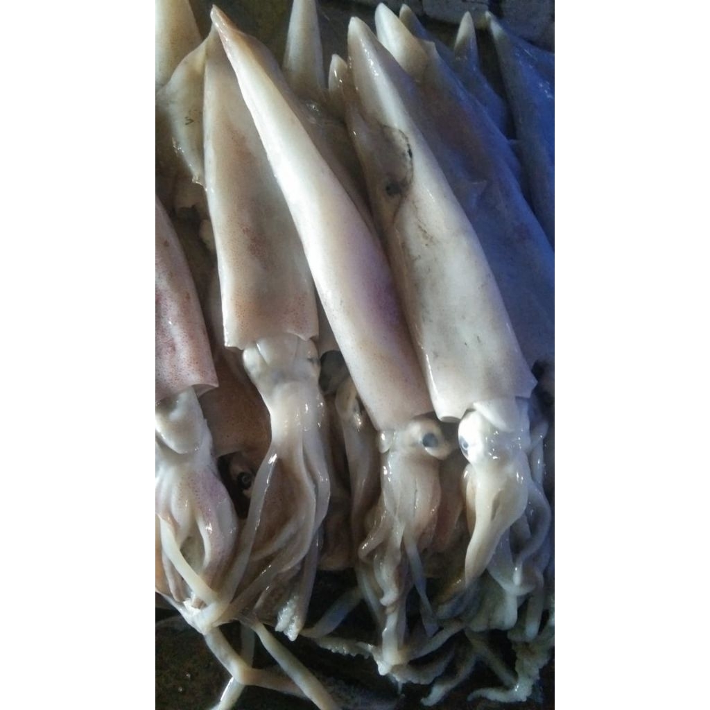 

Cumi size biasa dan jumbo
