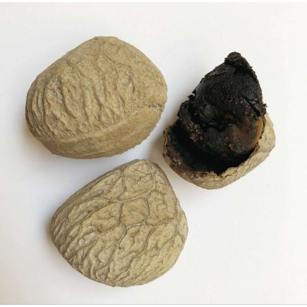 

Kluwek atau pucung kering