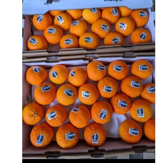 

Jeruk Mandarin Holy Fresh Citrus