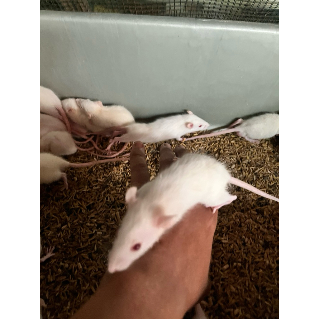 tikus putih Rat size:small 40/60gram
