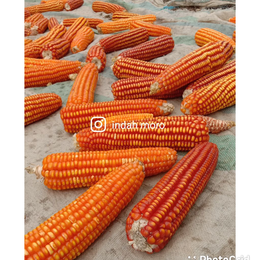 

benih jagung lokal kering 1000gr