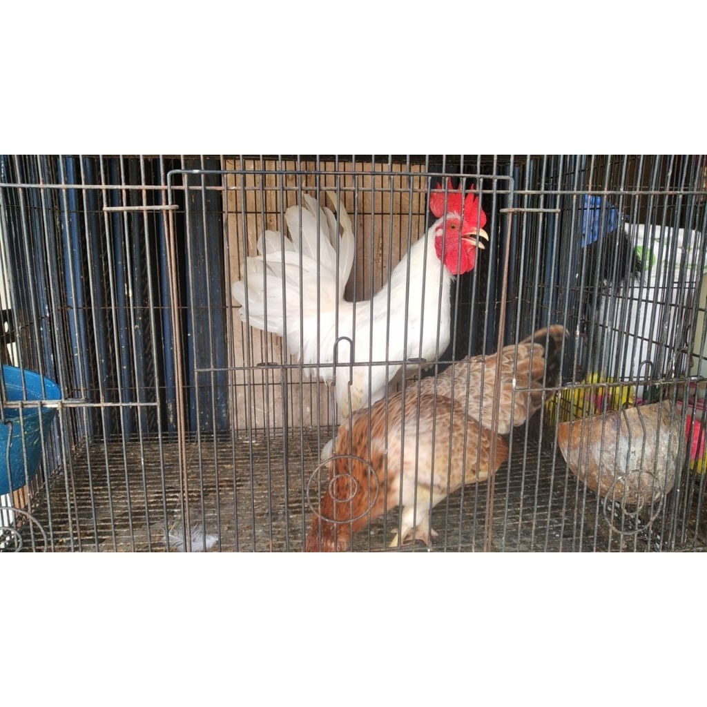 AYAM HIAS KATE BERKUALITAS