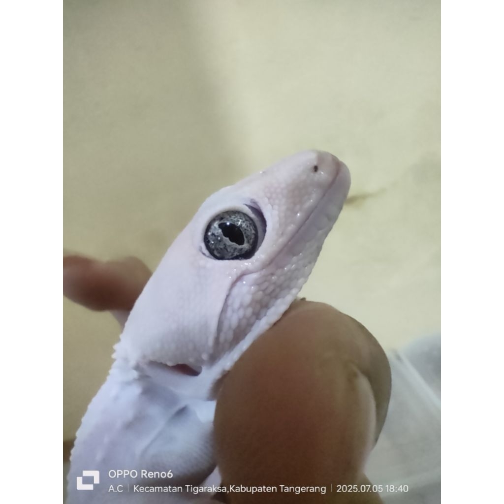 tokek rumah. morph leucistik.