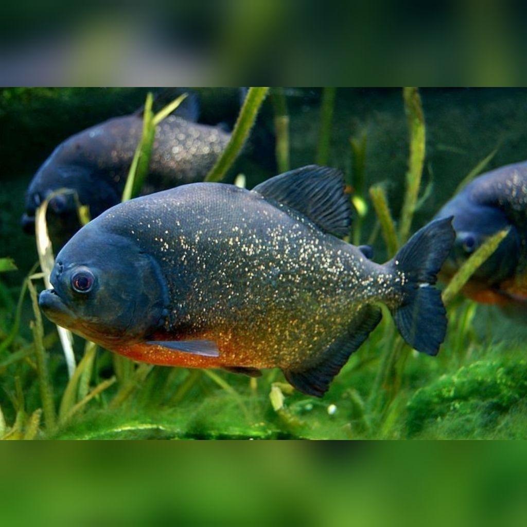 [Chan Aquatic] Ikan Hias Black Pacu Size S Size M Hiasan Aquarium