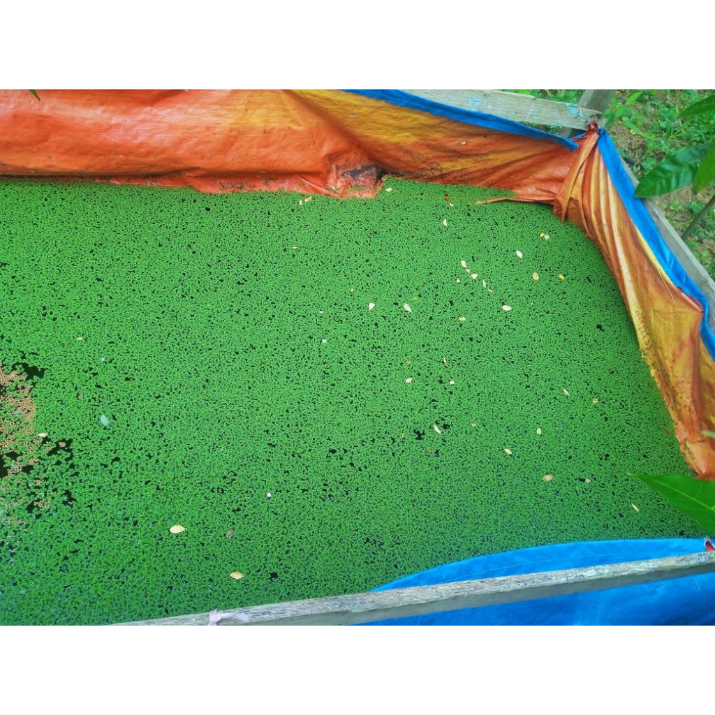 Azola tanaman air guna makanan alternatif hewan ternak