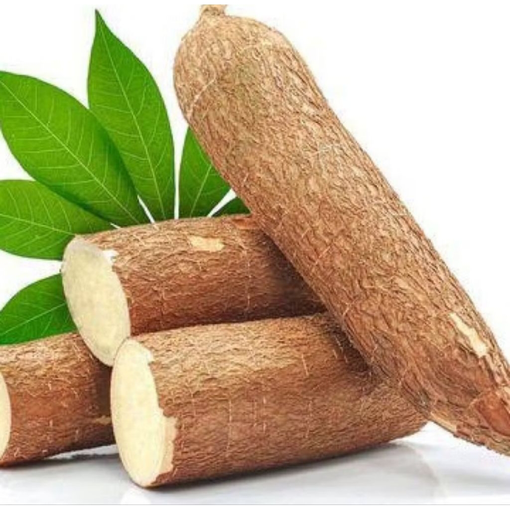 

SINGKONG MENTAH SEGAR 1 KG/SINGKONG MENTEGA MENTAH EMPUK TIDAK PAHIT/SINGKONG KUNING FRESS HASIL KEBUN SENDIRI