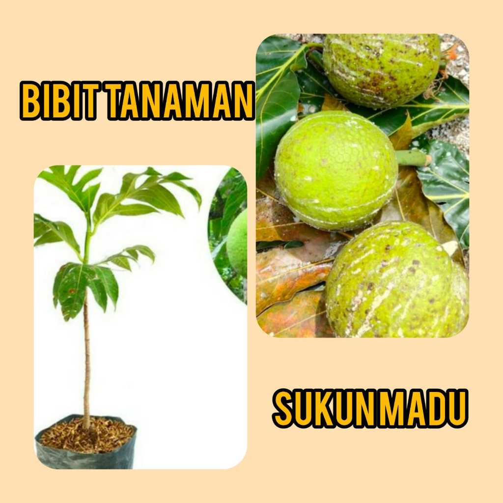 Bibit Buah Sukun Madu / Buah Sukun Manis