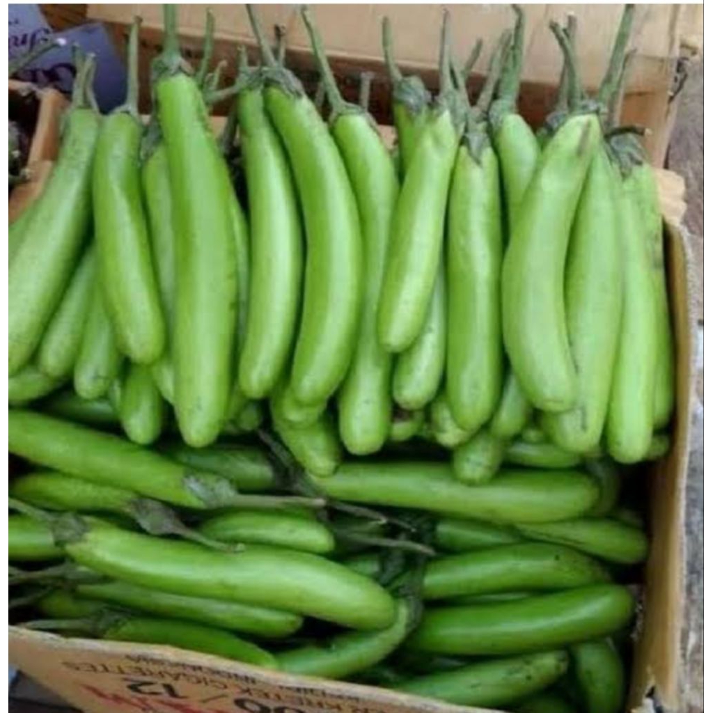 

terong hijau 1 kg bppn