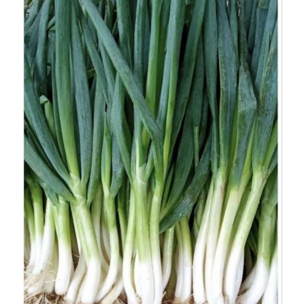 

daun prei segar 1 kg bppn