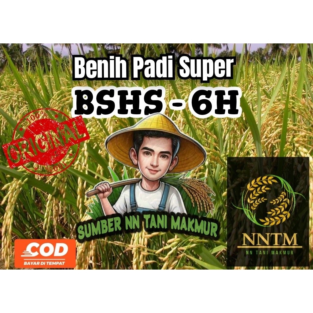 Benih Padi Hibrida Sterling BSHS 6H Kemasan 1 KG