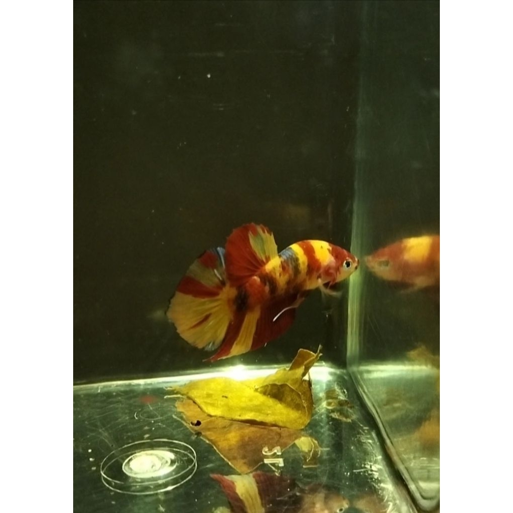 cupang plakat yellow base size M+ (top grade)sesuai foto/vidio 100%real pict