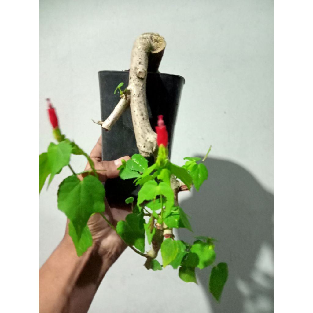bahan bonsai sepatu mikro bunga merah caskade/air terjun realpict mantap