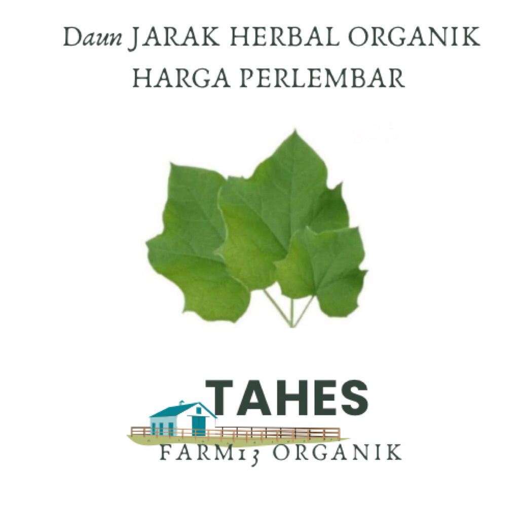 

Daun Jarak Arab Daun Jarak herbal Daun Jamu Traditional