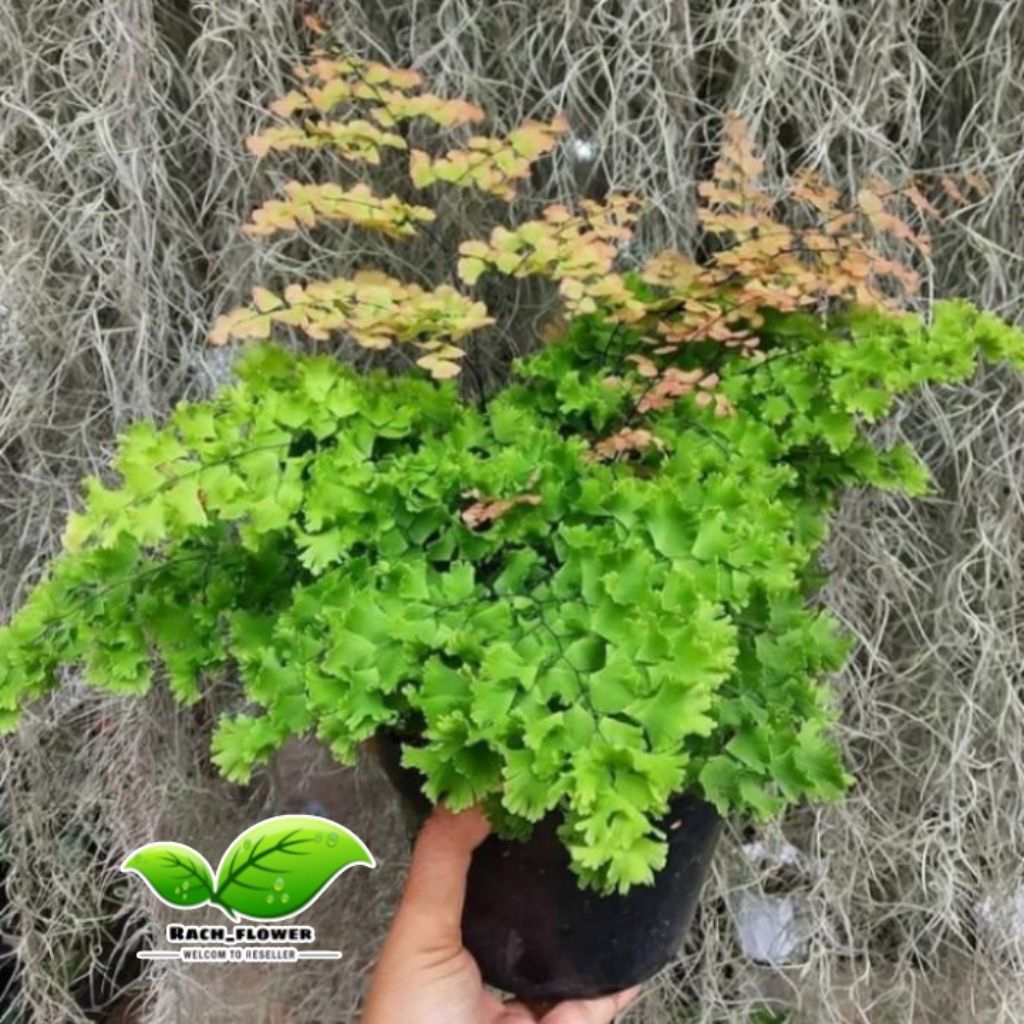 Tanaman hias suplir kribo - suplir kribo - tanaman indoor