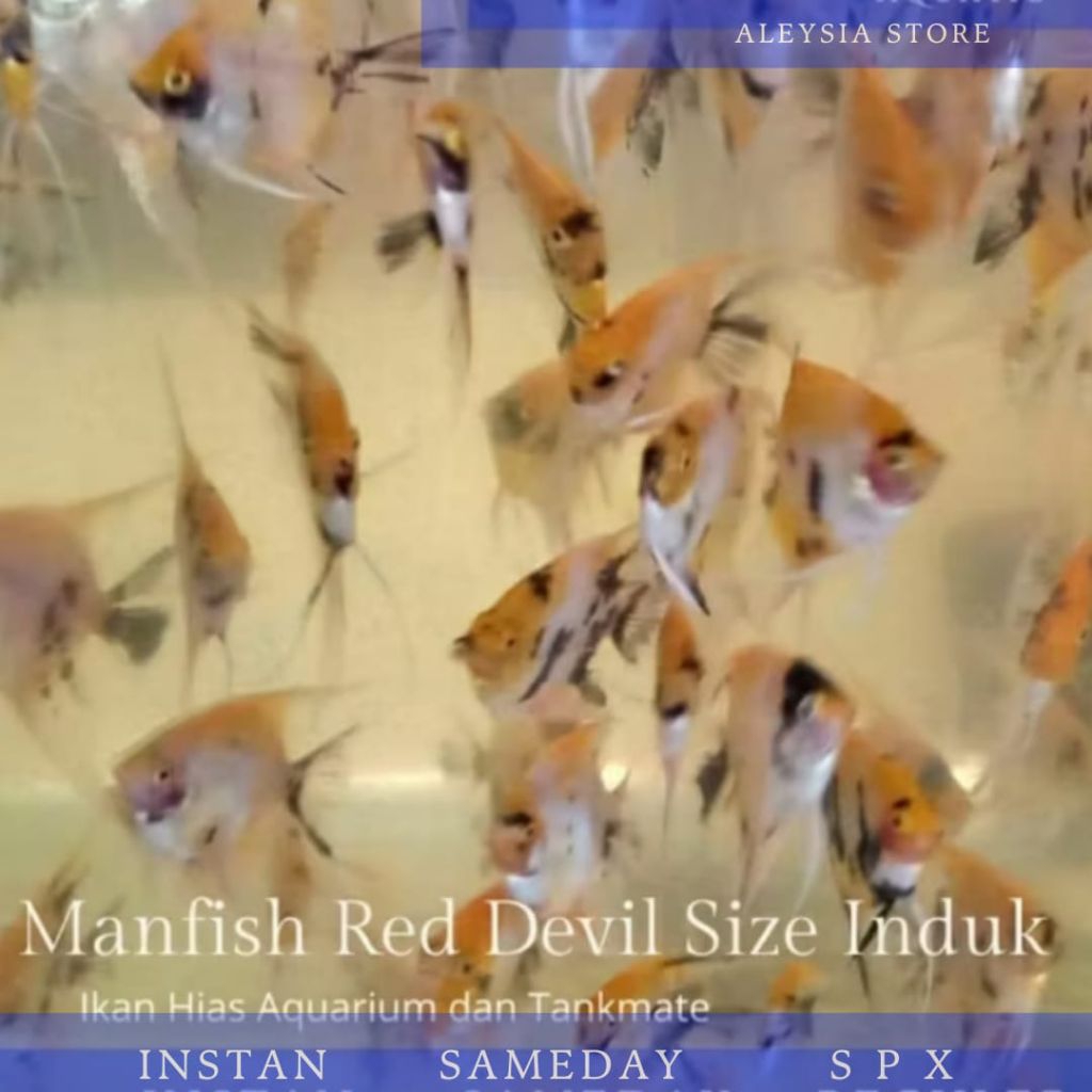Manfish Red Devil Ori Size Induk 6-7Cm Hiasan Aquarium dan Aquascape