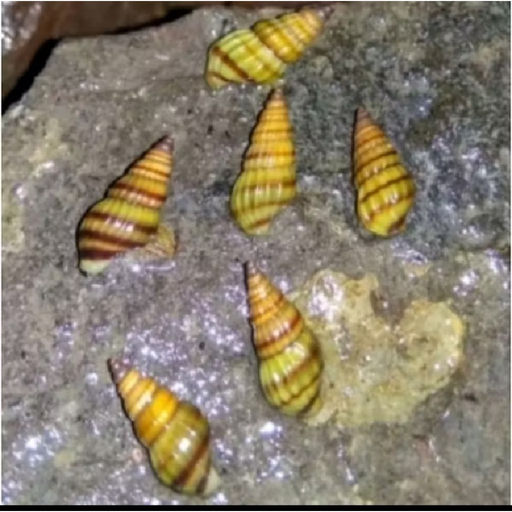 KEONG ASSASIN UKURAN S