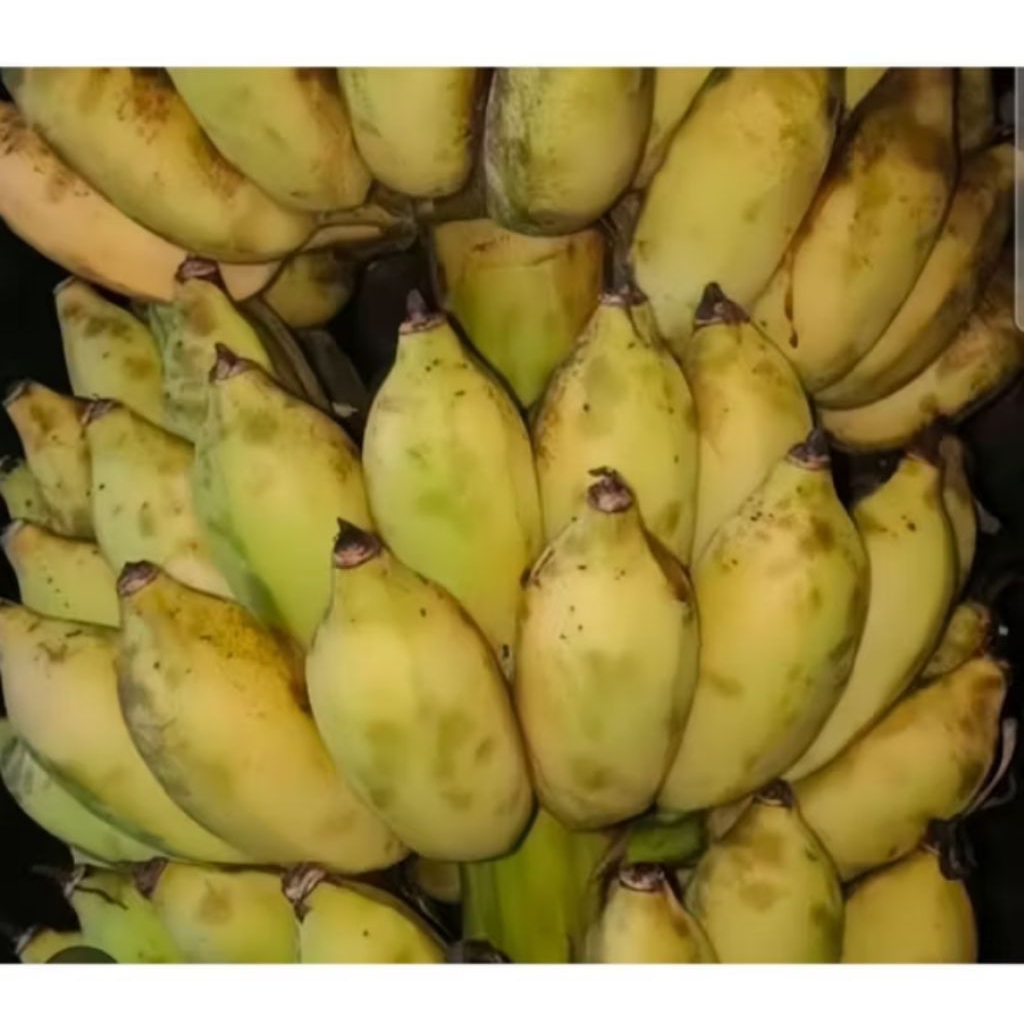 

pisang Siem/pisang gembrot 1kg