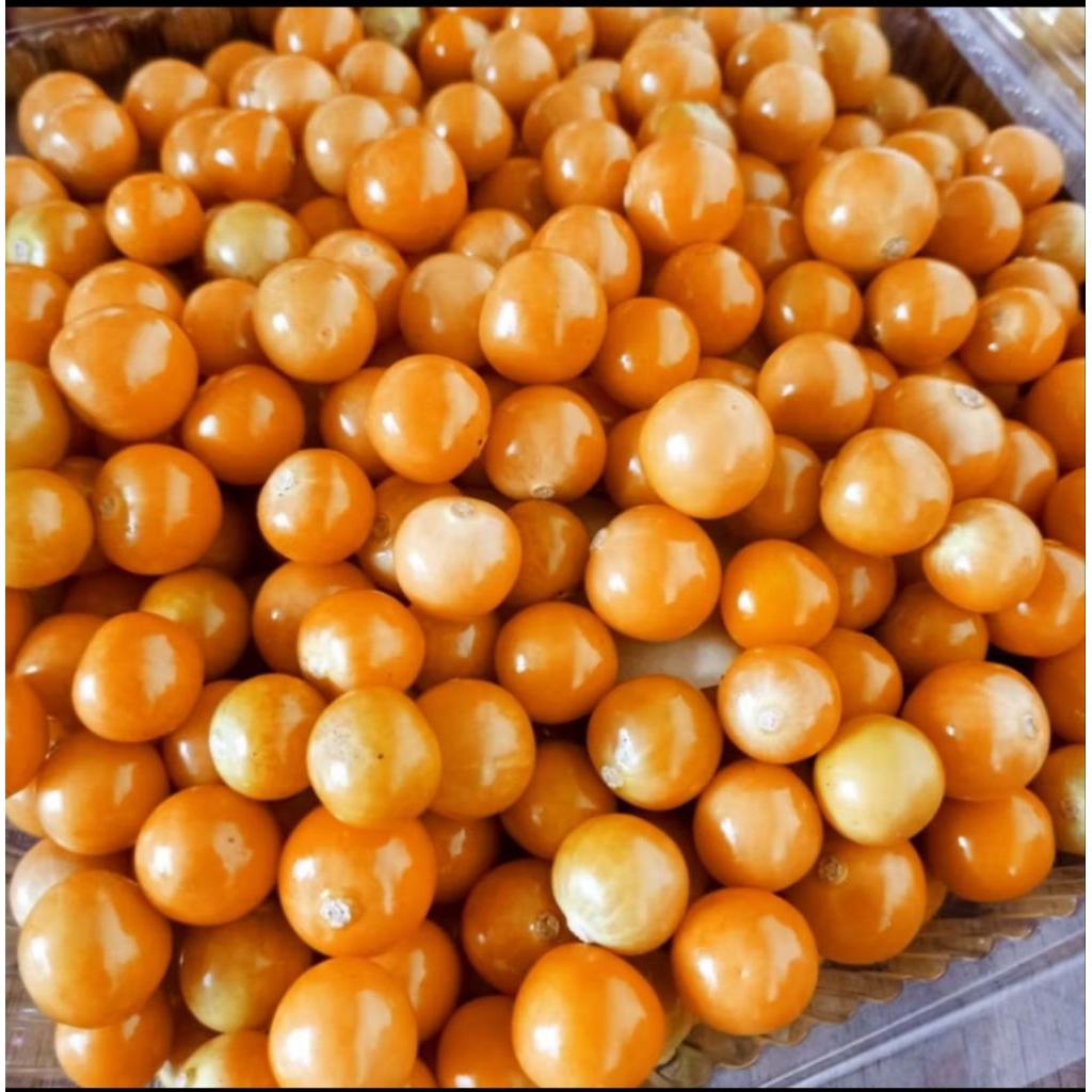 

Buah cecendet buah ciplukan segar 100g Rp:15000