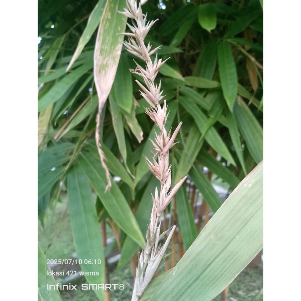 Bunga bambu kuning asli