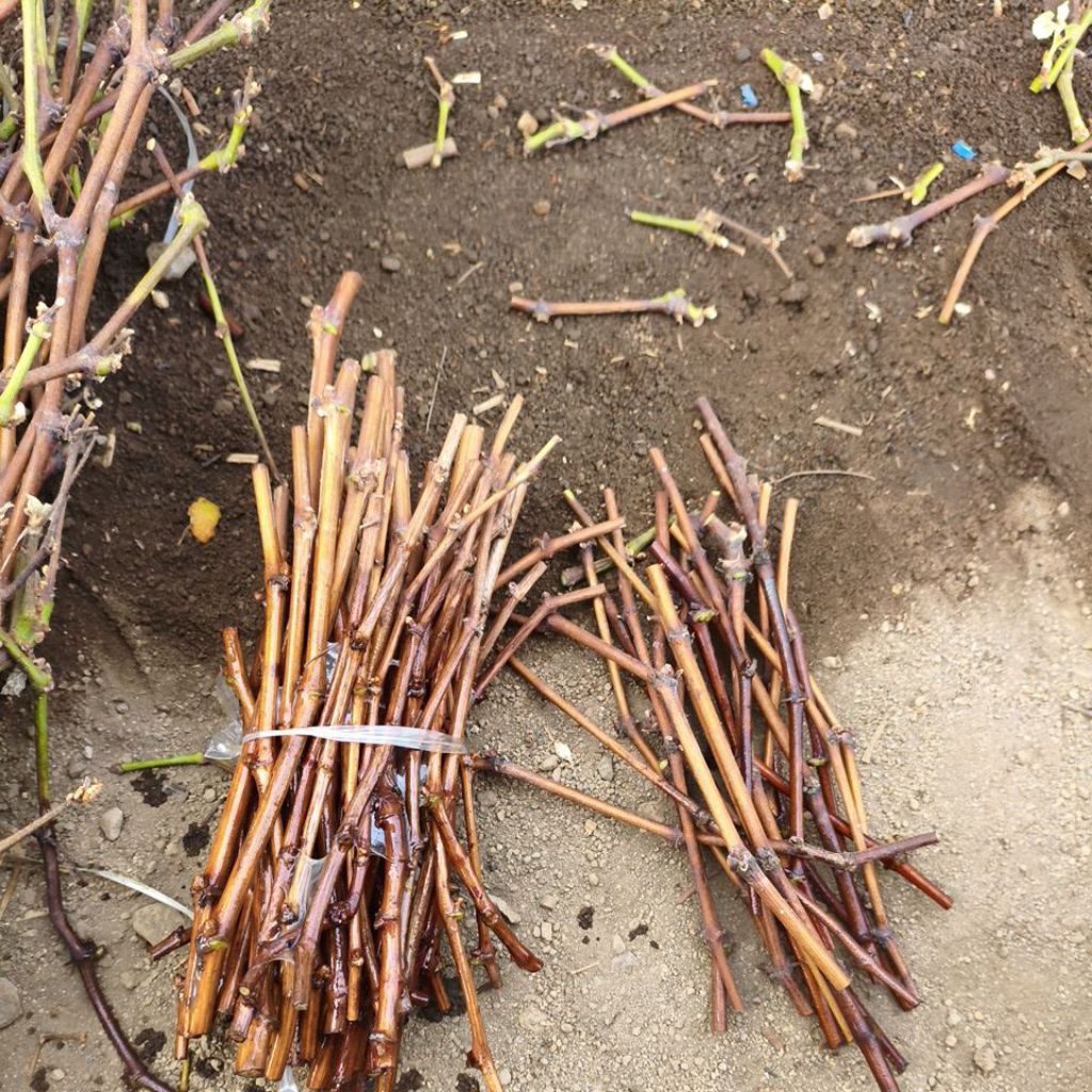 cutting anggur impor jupiter usa,ilaria,heliodor