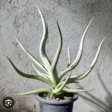 tanaman sansevieria dancing dragon