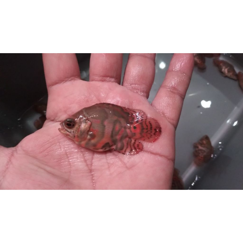 oscar herbal tiger sb coin