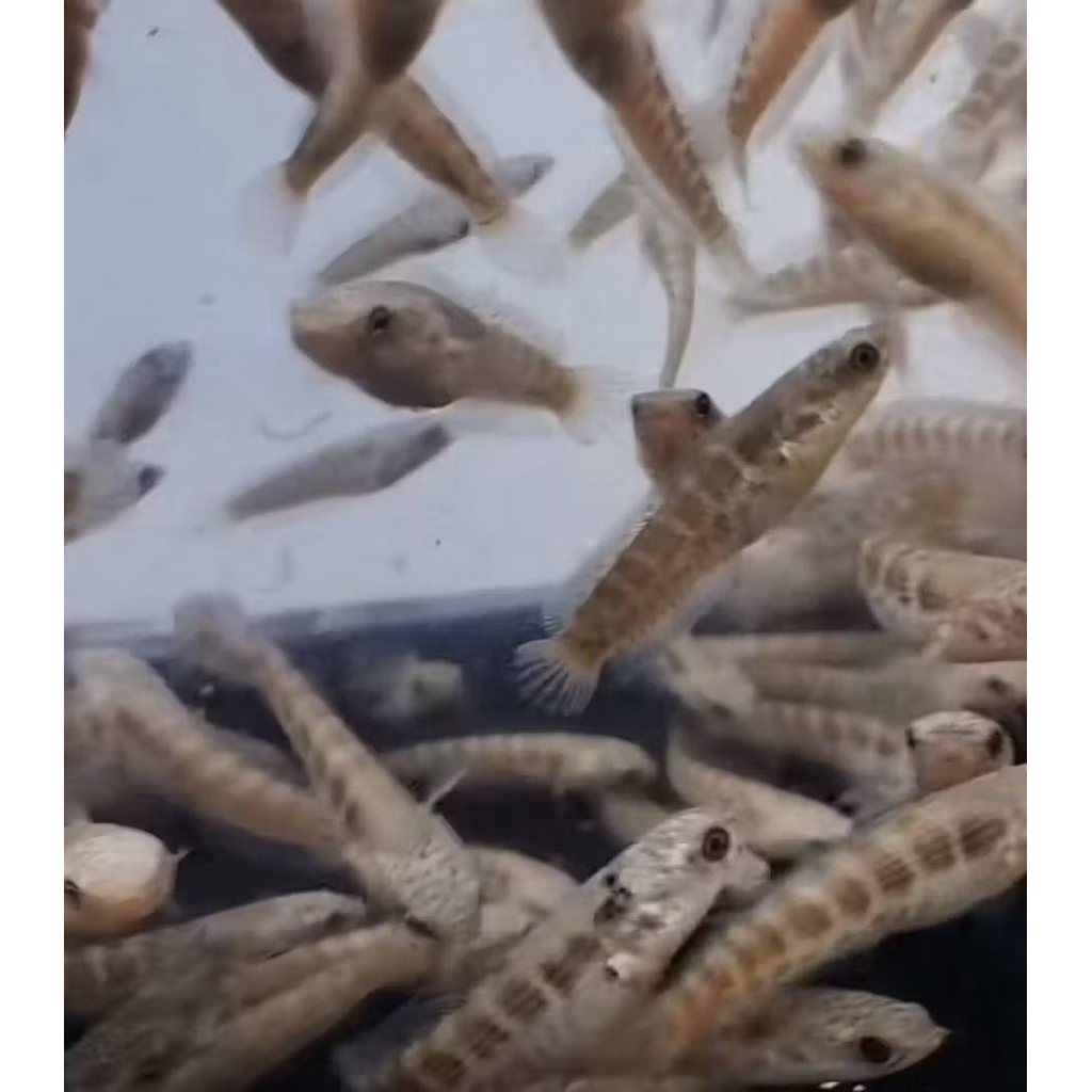 (COD) Baby AURANTI MACULATA