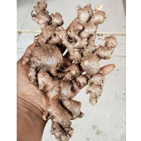 

JAHE MERAH FULL TUA 1000 GRAM TERMURAH BAGUS UNTUK BIBIT/BENIH