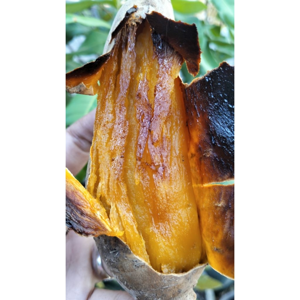 

Ubi Cilembu Bakar/Oven – Manis Alami & Legit