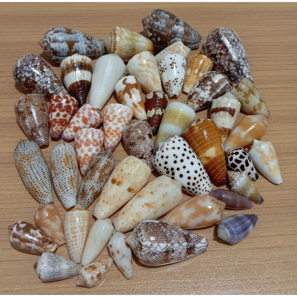 Cangkang kerang koleksi Conus