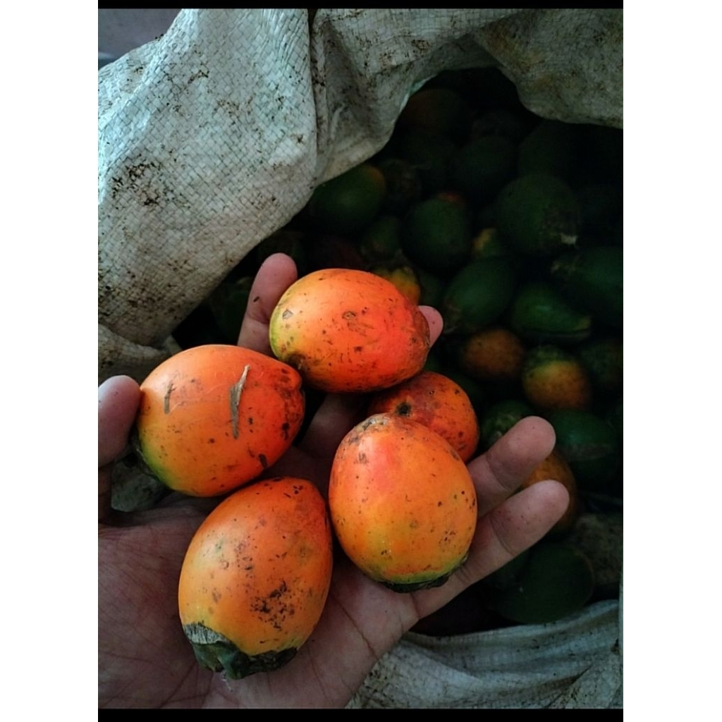 

pinang tua / jambe tua 1kg