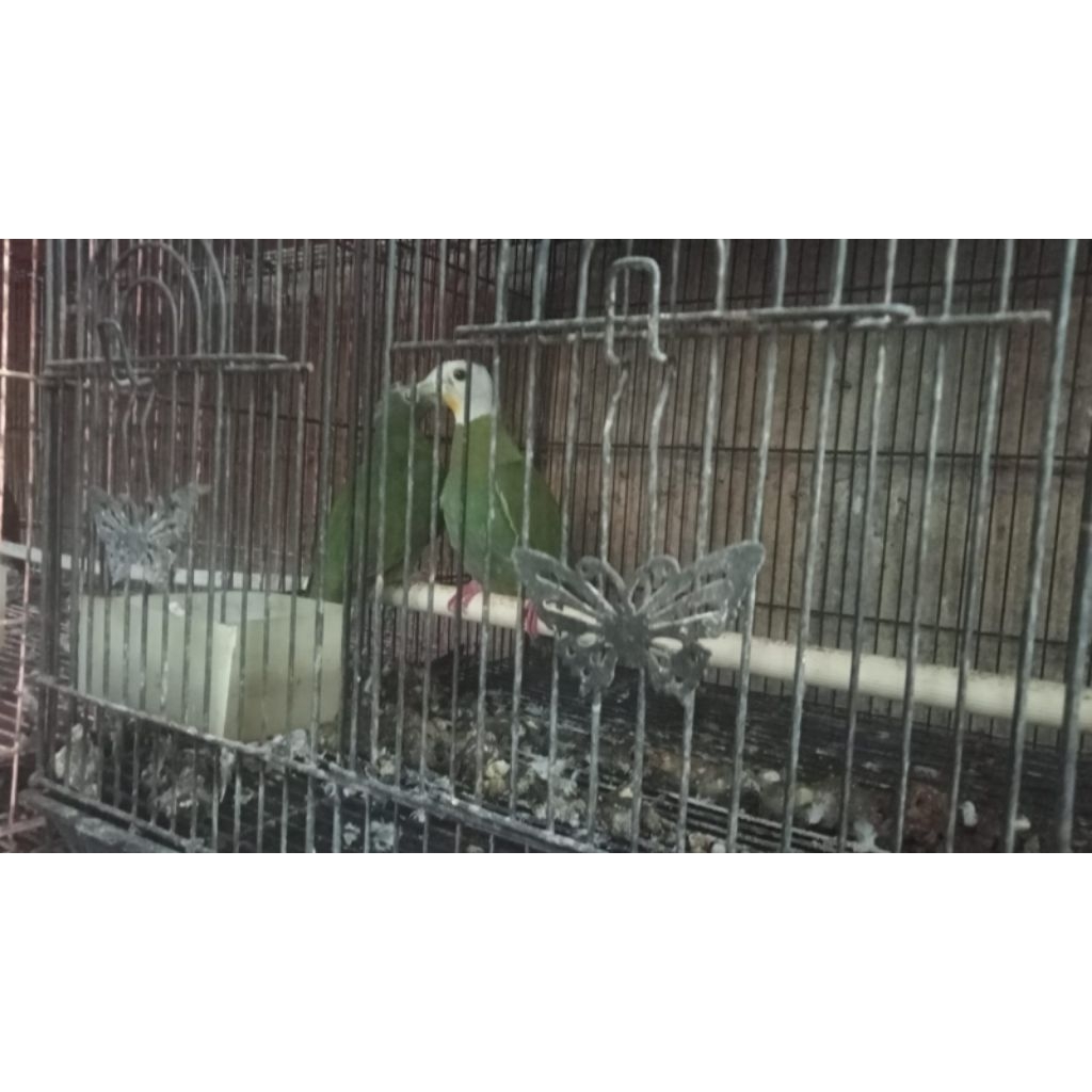 burung punai walik kembang sepasang