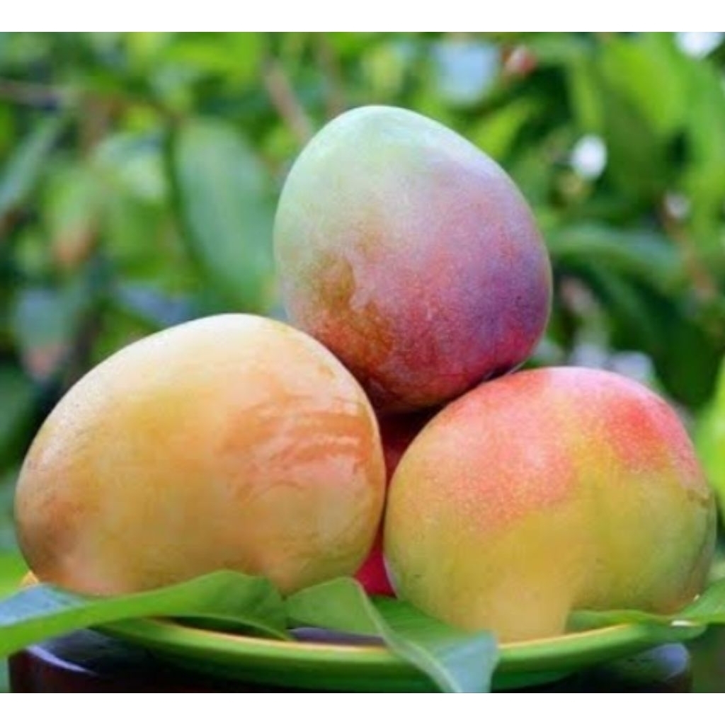 entres mangga agrimania