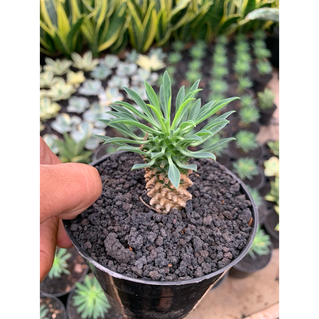 euphorbia sutetsu kirin