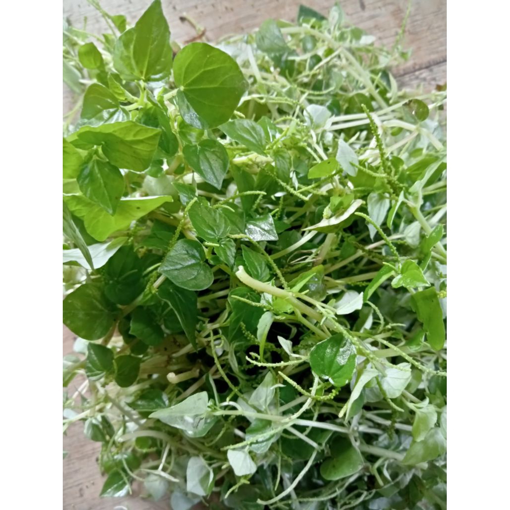 

Sirih China Atau daun suruhan Atau daun ketumpang air 100 gram